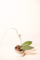 Hoya clemensiorum